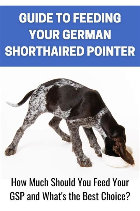 gsp puppy feeding chart|How Much to Feed a German Shorthaired Pointer